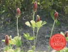 ZGRDB4080 Trèfle Incarnat Trifolium incarnatum BIO 4080 BIO De Bolster