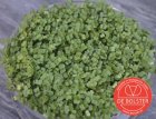 ZKIDB9030 Broccoli Cress - ORGANIC De Bolster (9030)
