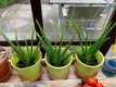 PEPTGALVE Aloe vera Aloe barbadensis 1 plant  in pot TessGruun