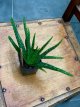 PEPTGALVE Aloe vera Aloe barbadensis 1 plant  in pot TessGruun