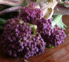 ZKOTPPUEASPB Broccoli Purple Early Sprouting ORGANIC TessGruun