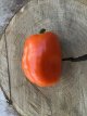 ZPATGBYBEOR Pimiento Bychock Bell Orange 10 semillas