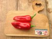 ZPATGBAR Sweet Pepper Barancio 10 seeds TessGruun