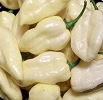 Pepper Bhut Jolokia Ghost White 5 seeds Tessgruun