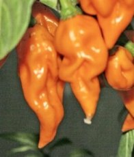 Pepper Bhut Jolokia Ghost Orange 5 seeds Tessgruun