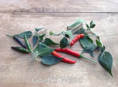 Hot Pepper Goat's Weed 10 seeds TessGruun