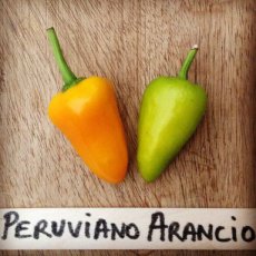 Hot Pepper Peruviano Arancio 10 seeds TessGruun