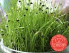 Chinese chives - Sprouts Bio De Bolster (9035)