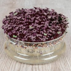 Radieschenkresse 'Sango Purple' Raphanus sativus BIO De Bolster (9041)
