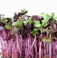 Red Cabbage Sprouting 20 grams organic TessGruun