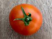 Tomaat Orange 1 10 zaden TessGruun