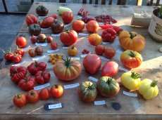 Tomatenplanten