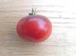 ZTOTGLUGE Tomate Lucid Gem 5 semillas TessGruun