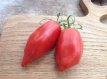 ZTOTGJEGI Tomato Jersey Giant 10 seeds TessGruun
