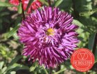 ZBEDB5150 Aster d'été, fleur double BIO De Bolster Callistephus chinensis (5150)