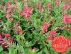 ZBEDB5320 Luciferplantje, rood BIO De Bolster Cuphea miniata