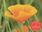 Slaapmutsje, oranje BIO De Bolster Eschscholzia californica (5400)