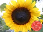 ZBEDB5450 Sonnenblume, groß BIO De Bolster Helianthus annuus (5450)