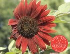 ZBEDB5470 Sunflower, red, medium BIO De Bolster Helianthus annuus (5470)