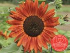 ZBEDB5480 Sunflower, medium BIO De Bolster Helianthus annuus (Velvet Queen) (5480)