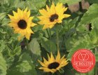 ZBEDB5490 Sunflower, small-flowered BIO De Bolster Helianthus debilis (5490)
