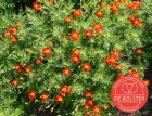 ZBEDB5970 Sterafrikaantje - rood  BIO De Bolster Tagetes tenuifolia (5970)