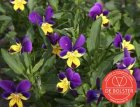 ZBEDB6070 Dreifarbiges Stiefmütterchen BIO De Bolster Viola tricolor (6070)