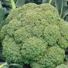 ZKOTPGRCAB Broccoli Groene Calabrese BIO TessGruun