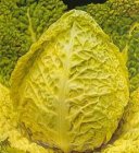 Savoy Cabbage 'Bloemendaalse Gele' 30 seeds ORGANIC TessGruun