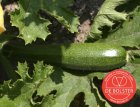 ZVRDB1352 Zucchini Black Beauty BIO De Bolster (1352)