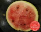 ZVRDB2027 Watermeloen 'Sugar baby' BIO De Bolster (2027)