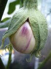 Aubergine / Eggplant Rosa Bianca 10 seeds TessGruun