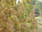 Gierstmelde (Quinoa) - Chenopodium quinoa (1g) TessGruun