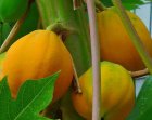 Dwergpapaya (Papaya Carica) 2 zaden TessGruun