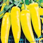 ZPTPHYWS7Z Pimiento Hungarian Yellow Wax Sweet 15 semillas ORGANICAS TessGruun