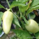 ZPETPCA Hot pepper Caloro 5 seeds TessGruun hete peper
