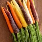 Carrot Harlekin or Rainbow Mix (0.3g = +/-200 seeds) TessGruun
