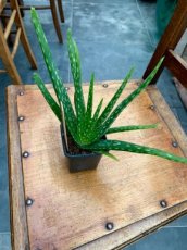 PEPTGALVE Aloe vera Aloe barbadensis1 plant TessGruun
