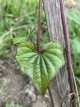 Chinese Yam Dioscorea polystachya  broodwortel - Chinese yam 1 plant in pot
