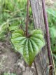 Chinese Yam Dioscorea polystachya  broodwortel - Chinese yam 1 plant in pot P7