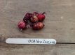 OCA New Zealand Oxalis tuberosa 1 plant in pot P7 TessGruun