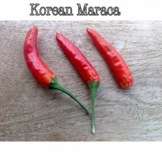 Peper Korean Maraca 1 plant in pot P9