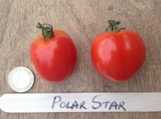 PTPTGPOSTP9 Tomaat Polar Star 1 plant in pot P9