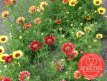 Bonte ganzebloem BIO De Bolster Chrysanthemum carinatum (5210)
