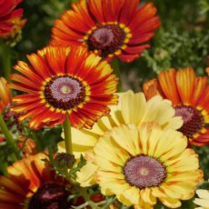 ZBEDB5210 Bonte ganzebloem BIO De Bolster Chrysanthemum carinatum (5210)