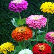 Zinnia 'Dahlia Flowered Mix' BIO De Bolster 6080 Zinnia elegans