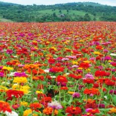 Zinnia 'Dahlia Flowered Mix' BIO De Bolster 6080 Zinnia elegans