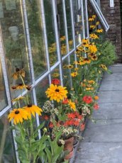 ZBETGRUHIGLDA ‘Gloriosa Daisy’ (Rudbeckia hirta) TessGruun