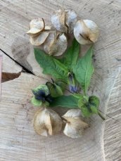 Apple of Peru or Shoo Fly plant Black Podded Nicandra physalodes TessGruun