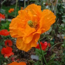ZBETPPAPO Papaver Poppy (Rupifragum Flore Pleno) 0,1g TessGruun